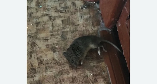 Дезинфекция от мышей в Приозерске