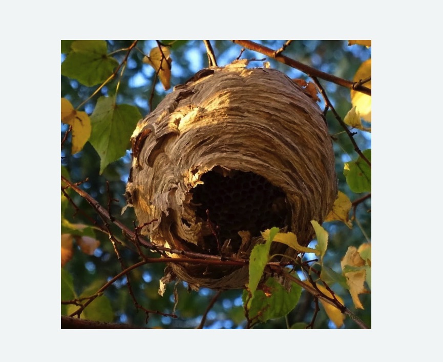 Обработка от шершней в Приозерске