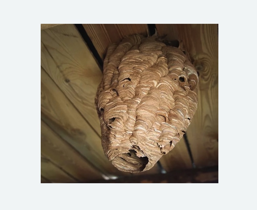 обработка от шершней в Приозерске