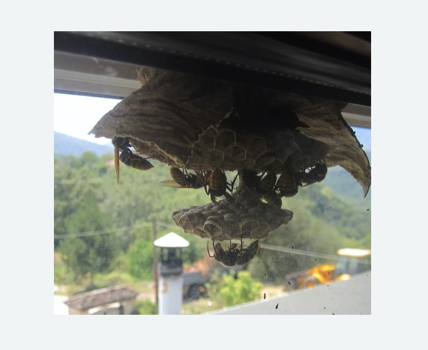 Уничтожение гнёзд шершней в Приозерске