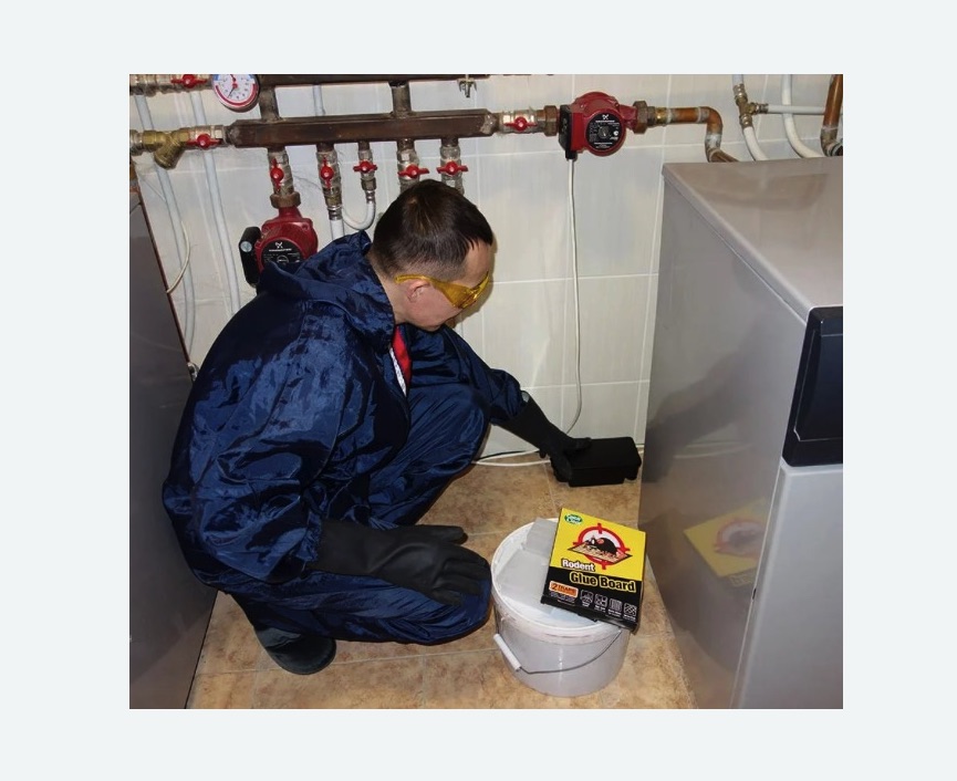 Уничтожение крыс в Приозерске