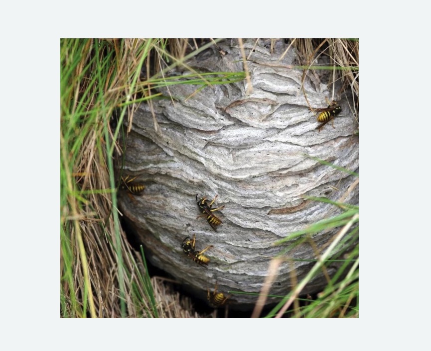 Уничтожение ос и ульев в Приозерске